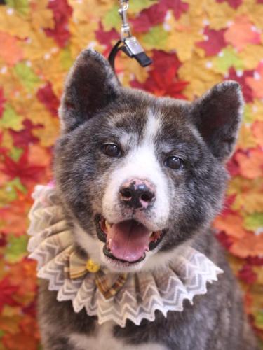 20241121タロウくん